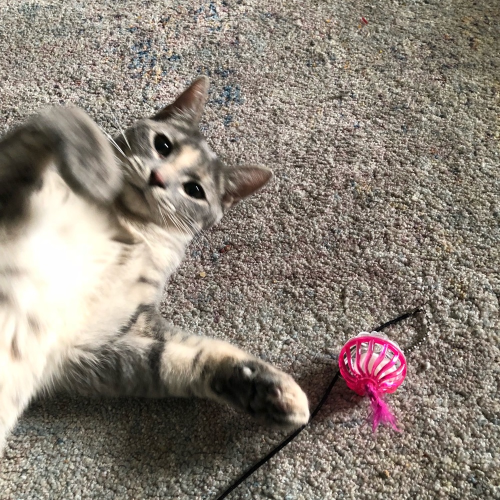 Meet your Posher, Shaina